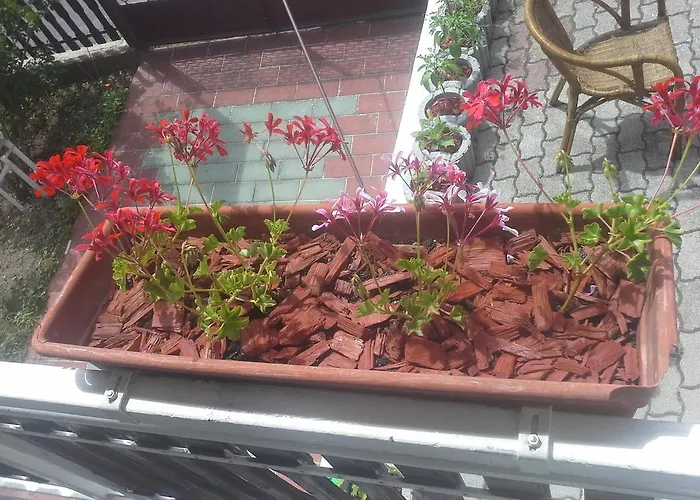 Friends Daire Hévíz